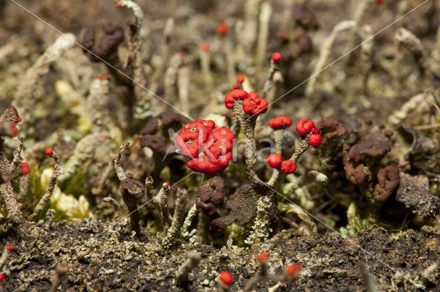 Rode heidelucifer (Cladonia floerkeana)