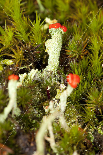 Rode heidelucifer (Cladonia floerkeana)