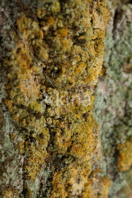 Roestbruin schorssteeltje (Chaenotheca ferruginea)