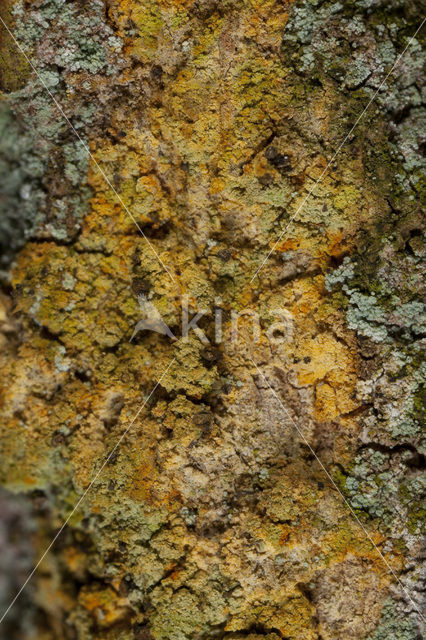 Roestbruin schorssteeltje (Chaenotheca ferruginea)