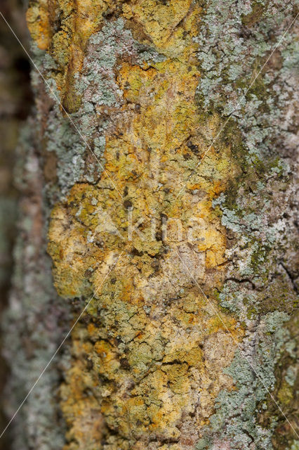 Roestbruin schorssteeltje (Chaenotheca ferruginea)