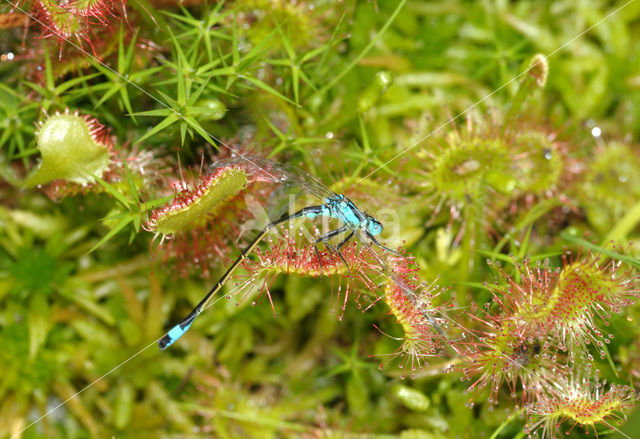 Ronde zonnedauw (Drosera rotundifolia)