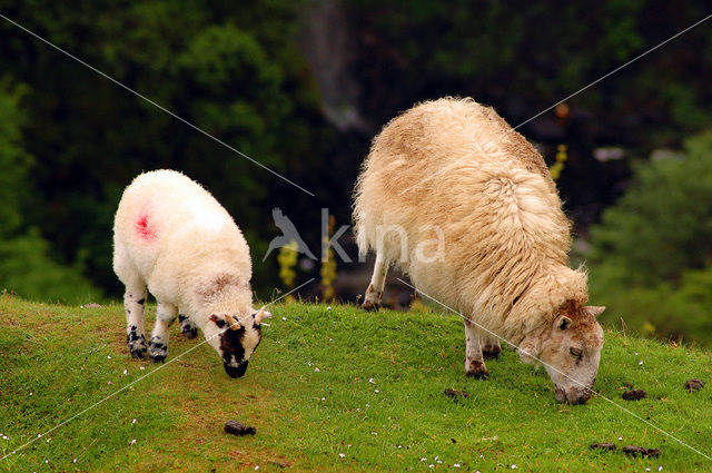 Schaap (Ovis domesticus)