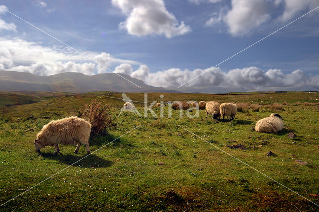 Schaap (Ovis domesticus)