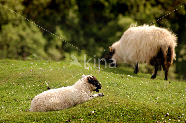 Schaap (Ovis domesticus)