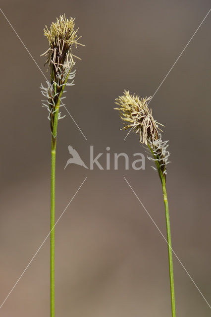 Schaduwzegge (Carex umbrosa)