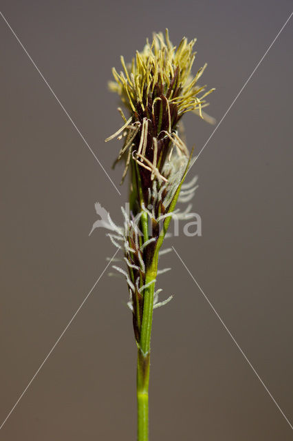 Schaduwzegge (Carex umbrosa)