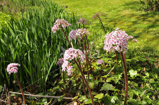 Schildblad (Darmera peltata)