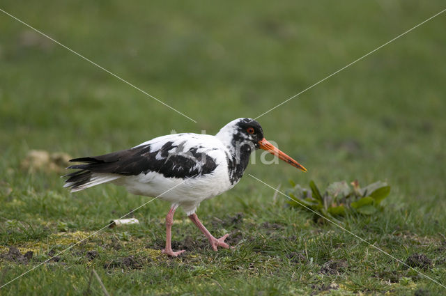 Scholekster (Haematopus ostralegus)