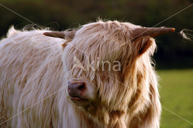 Schotse Hooglander