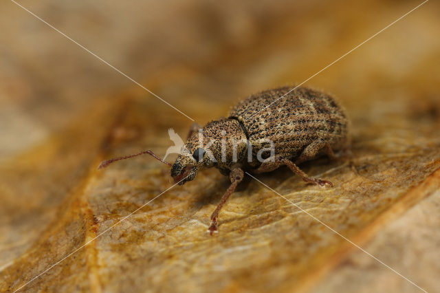 Sciaphilus asperatus