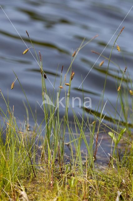 Slijkzegge (Carex limosa)