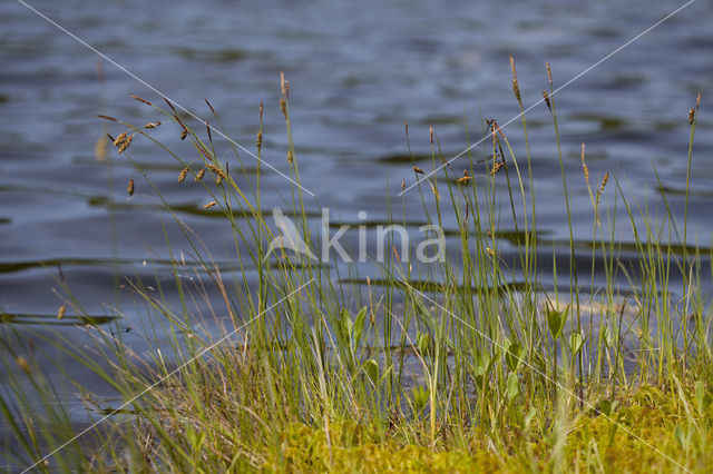 Slijkzegge (Carex limosa)