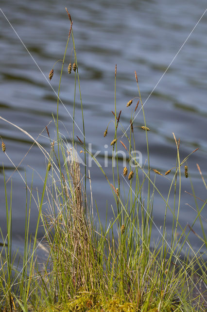 Slijkzegge (Carex limosa)