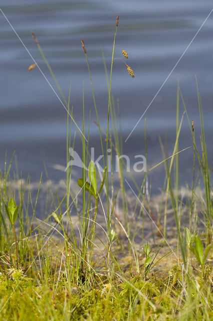 Slijkzegge (Carex limosa)