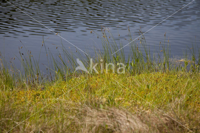 Slijkzegge (Carex limosa)