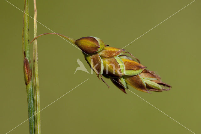 Slijkzegge (Carex limosa)