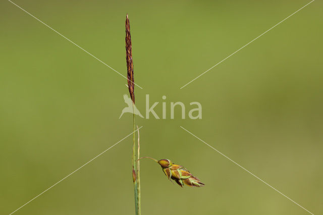 Slijkzegge (Carex limosa)