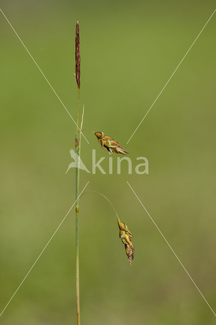 Slijkzegge (Carex limosa)