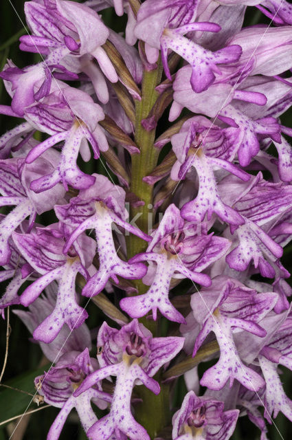 Soldaatje (Orchis militaris)