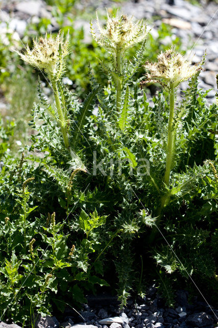 Stekelige vederdistel (Cirsium spinosissimum)