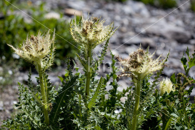 Stekelige vederdistel (Cirsium spinosissimum)