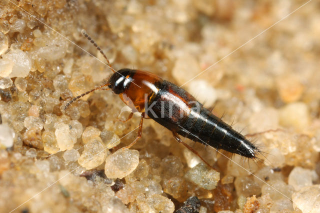 Tachyporus atriceps