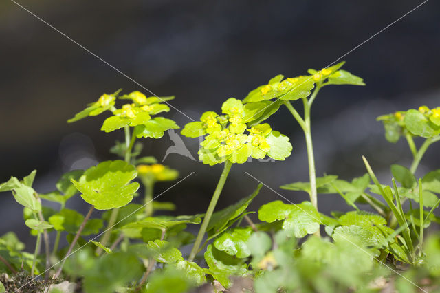 Verspreidbladig goudveil (Chrysosplenium alternifolium)