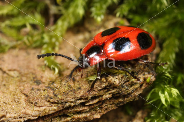 Viervlekschimmelvreter (Endomychus coccineus)