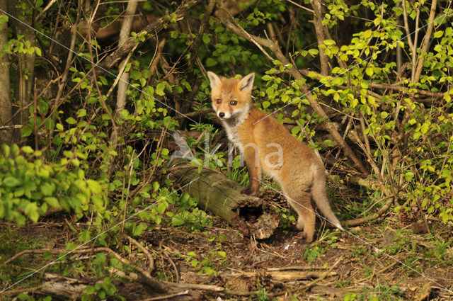 Vos (Vulpes vulpes)