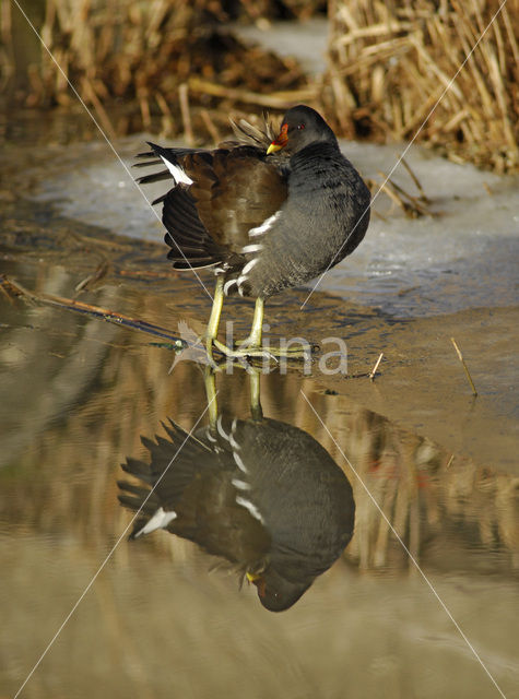 Waterhoen (Gallinula chloropus)