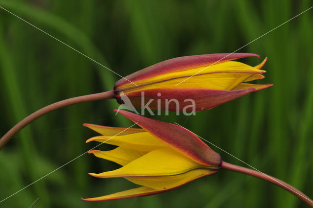 Wilde tulp (Tulipa bakeri)