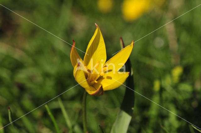 Wilde tulp (Tulipa bakeri)