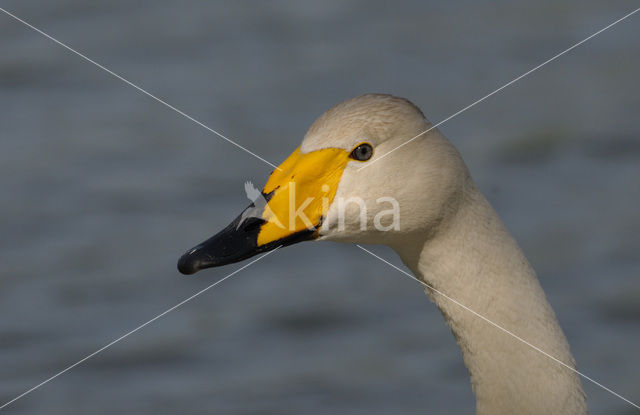 Wilde Zwaan (Cygnus cygnus)