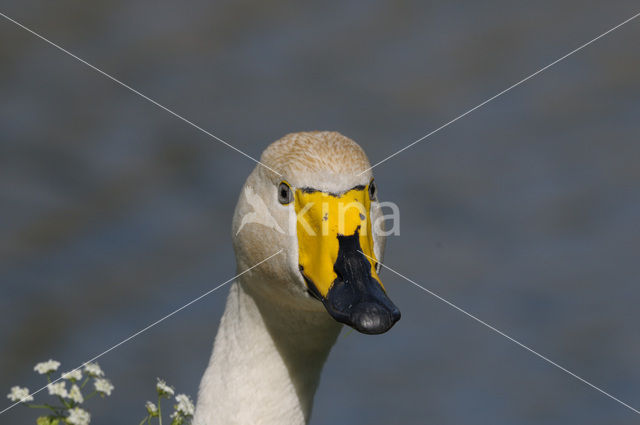 Wilde Zwaan (Cygnus cygnus)