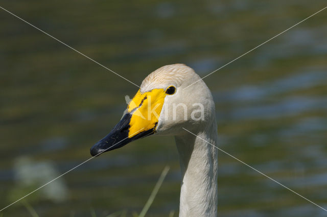 Wilde Zwaan (Cygnus cygnus)