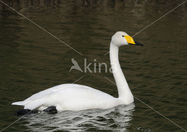 Wilde Zwaan (Cygnus cygnus)