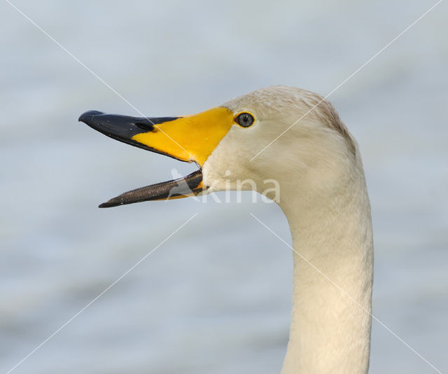 Wilde Zwaan (Cygnus cygnus)