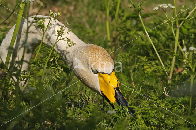 Wilde Zwaan (Cygnus cygnus)