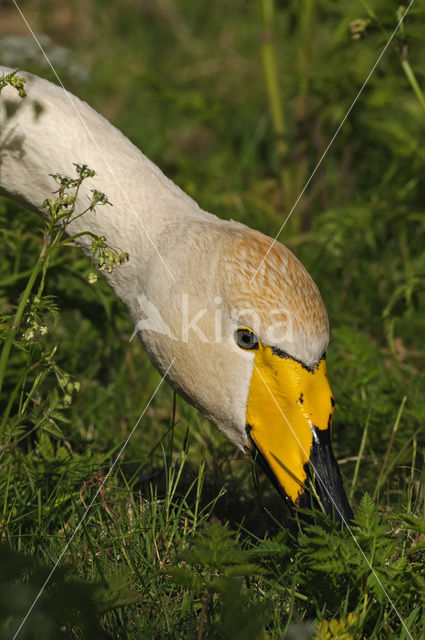 Wilde Zwaan (Cygnus cygnus)