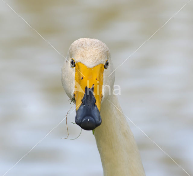 Wilde Zwaan (Cygnus cygnus)