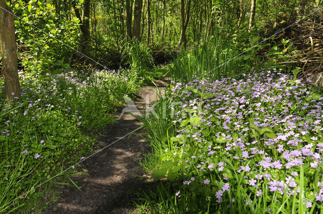 Winterpostelein (Claytonia)