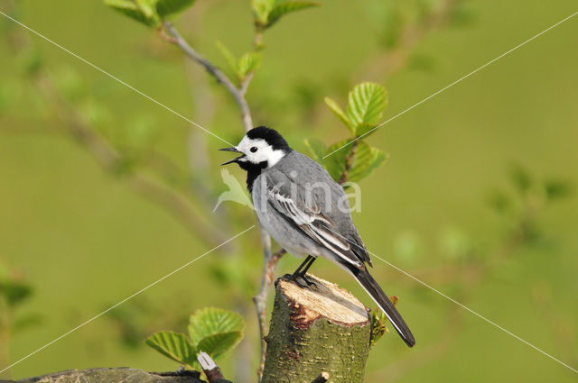 Witte Kwikstaart (Motacilla alba)