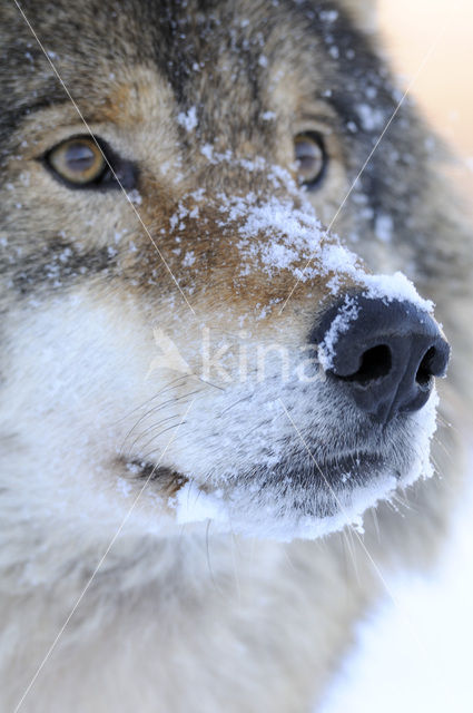 Grey Wolf (Canis lupus)