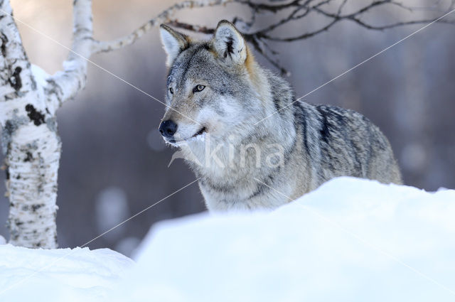 Grey Wolf (Canis lupus)