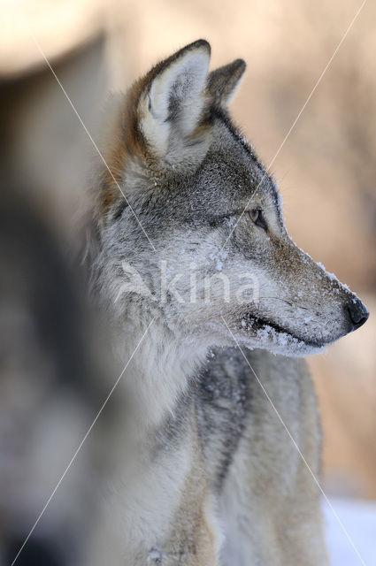 Grey Wolf (Canis lupus)