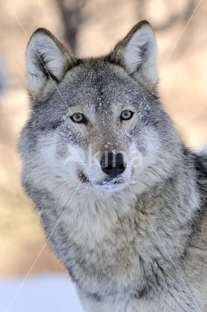 Grey Wolf (Canis lupus)