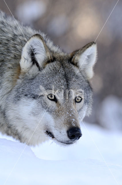 Grey Wolf (Canis lupus)