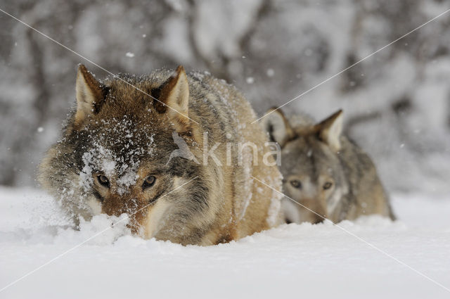 Grey Wolf (Canis lupus)