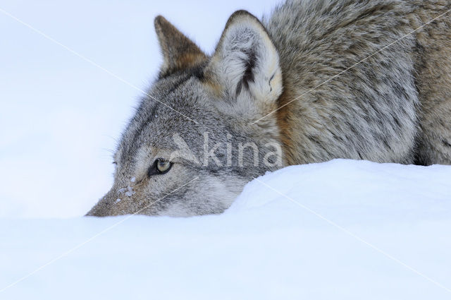 Grey Wolf (Canis lupus)